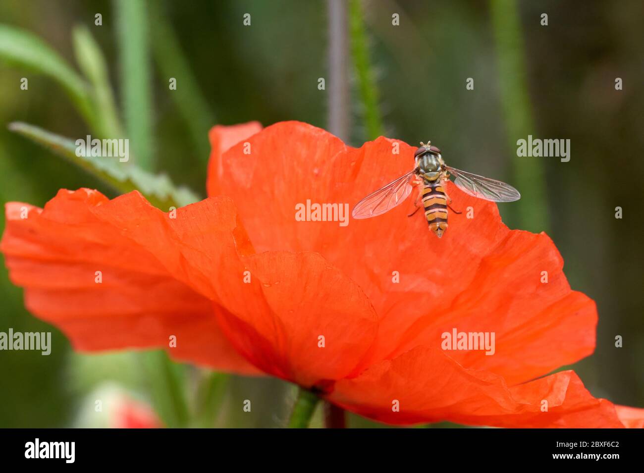 Winzige Schweben, Fliegen oder Blume fliegen Latin Eupeodes volucris, Familie Syrphidae Fütterung auf ein gemeinsames Mohn Blütenblatt Latin papver Klatschmohn im Frühling sehr nah bis Stockfoto
