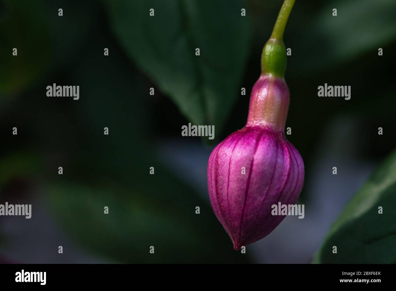 Lebendige rosa Fuchsia Blume fest Knospe Textur Makro gegen dunkelgrün verschwommen Hintergrund der Pflanzen eigenen Blätter, künstlerische natürlichen Hintergrund mit wählen Stockfoto