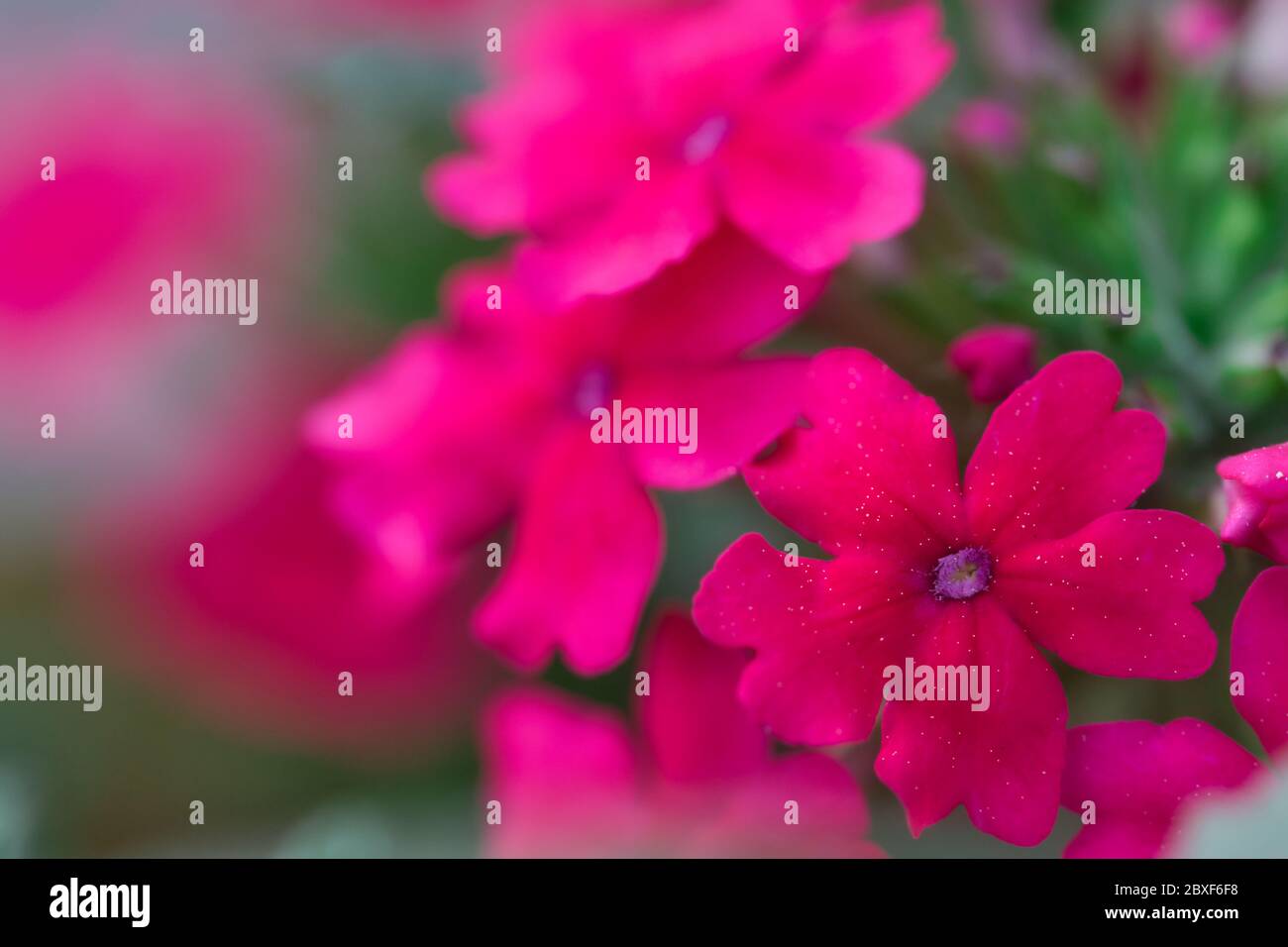 Lebendige heiße rosa Verbena Blumen und Blüten Knospen Makro, weich und luftig mit dramatischen lebendigen Farben, verschwommener Hintergrund und atmosphärische Stimmung mit Schatten Stockfoto