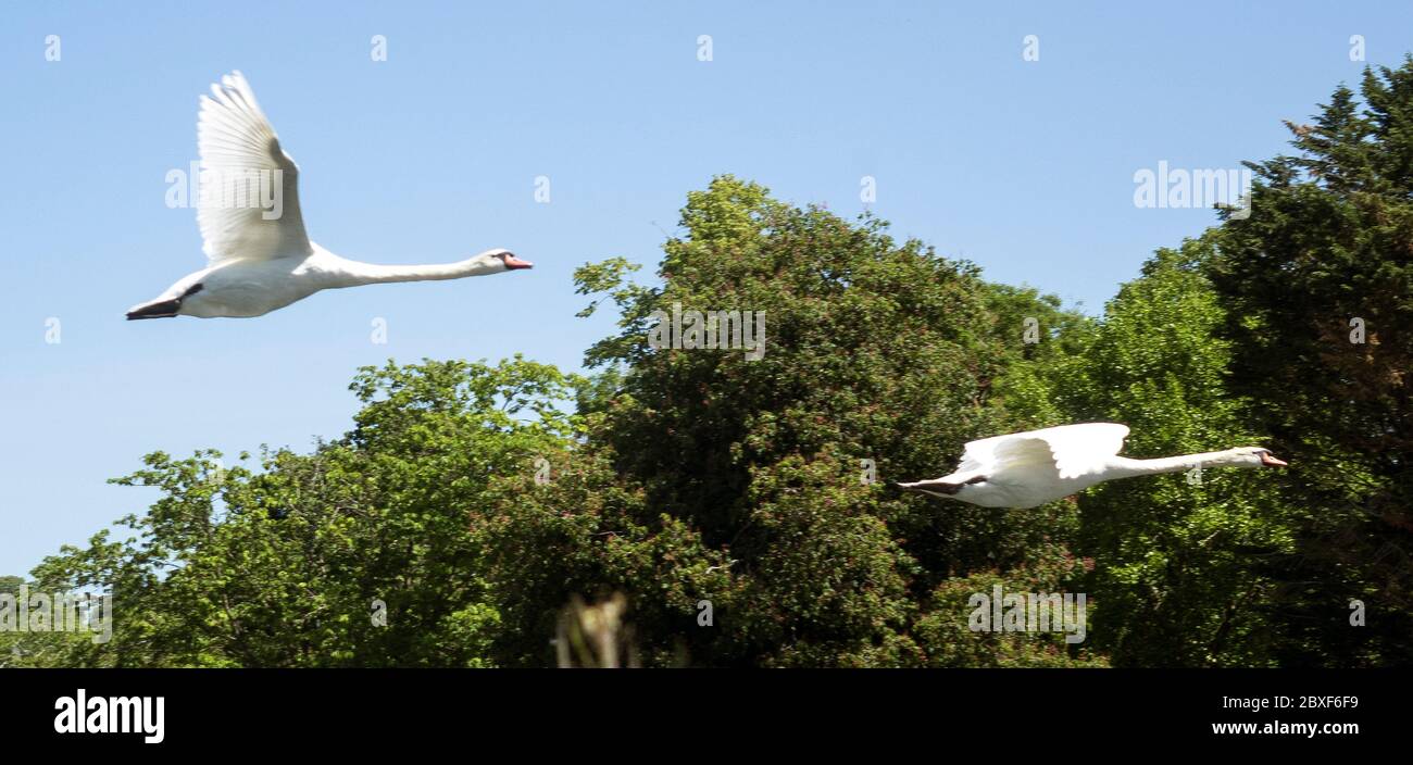 Ein Paar Schwäne im Flug über der Themse Stockfoto