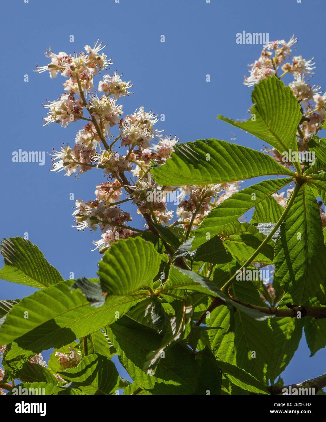 Kastanienbaum blühen Stockfoto