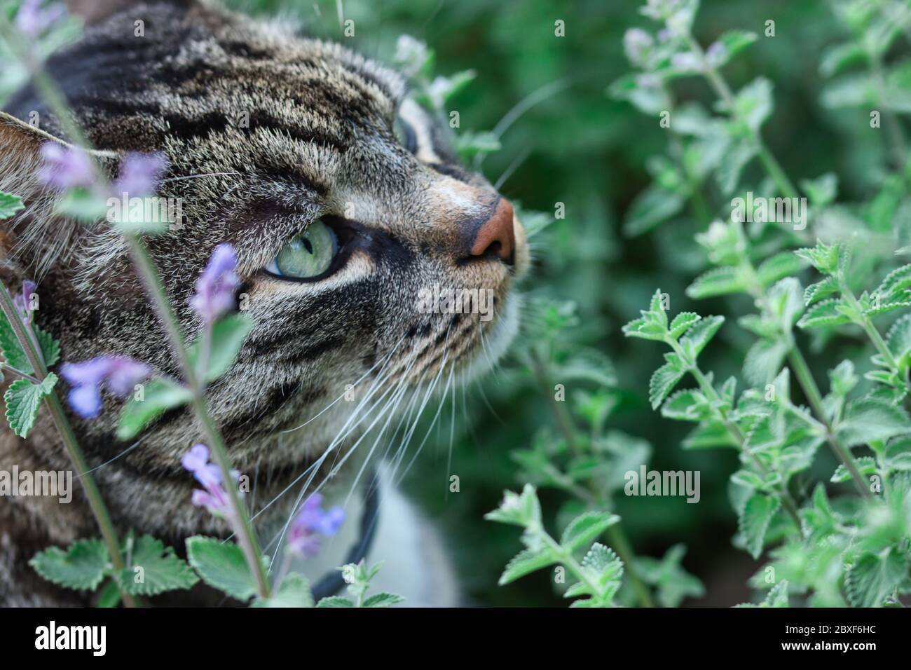 Grau gestromte Katze schnüffelnd Katzenpflanze mit Blumen im Sommergarten, Katzenprofil mit grünen Augen, rote Nase und Schnurrhaare sichtbar, verschwommenes grünes Bac Stockfoto