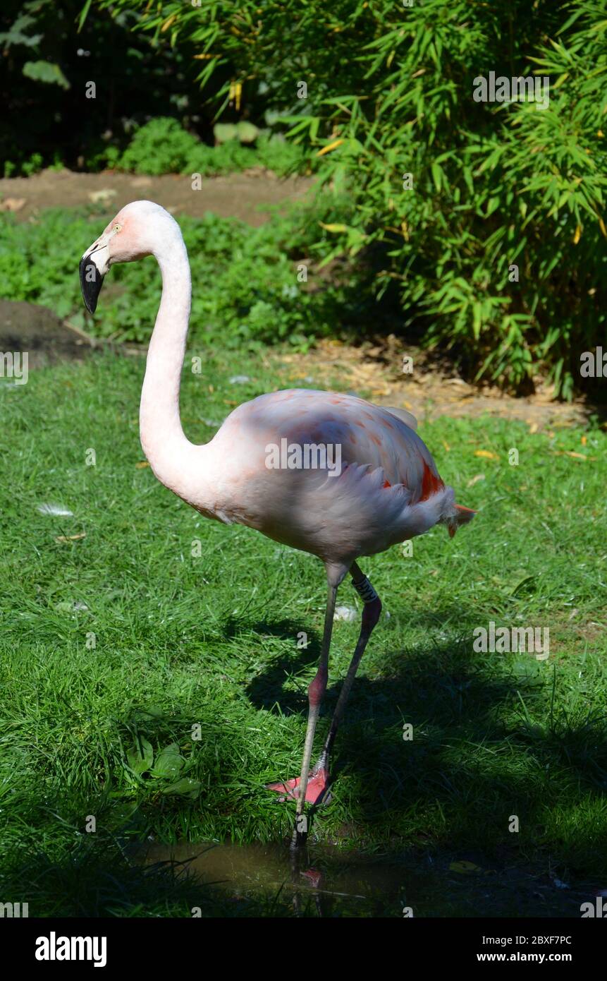 Schöne größere Flamingos im Zoo Stockfoto