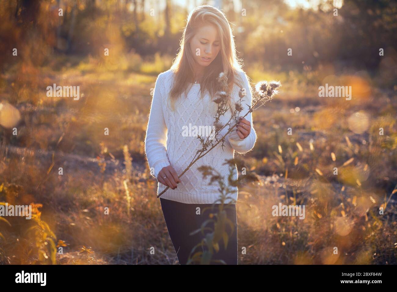 Attraktive junge Frau posiert in einem Feld mit trockenen Blumen. Sonnenhintergrundbeleuchtung im Porträt Stockfoto