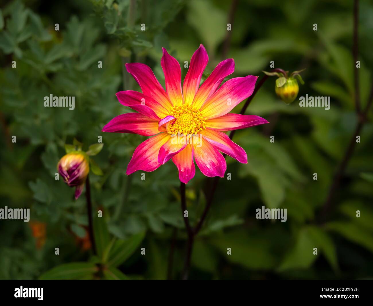 Schöne rosa und gelbe Dahlia Blume und Knospen, Vielfalt helle Augen, in einem Garten Stockfoto