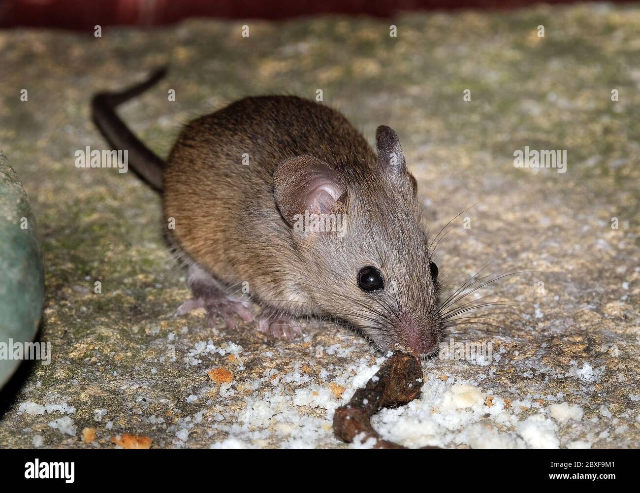 Haus Maus auf der Suche nach Essen in städtischen Haus Garten. Stockfoto