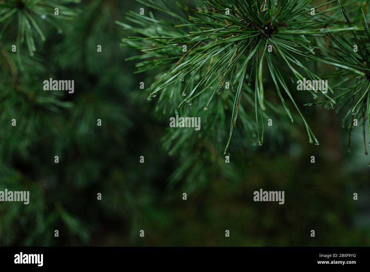 Kiefernzweig mit jungen Triebe. Nadelbaum im Garten. Kiefer im polnischen Wald. Stockfoto