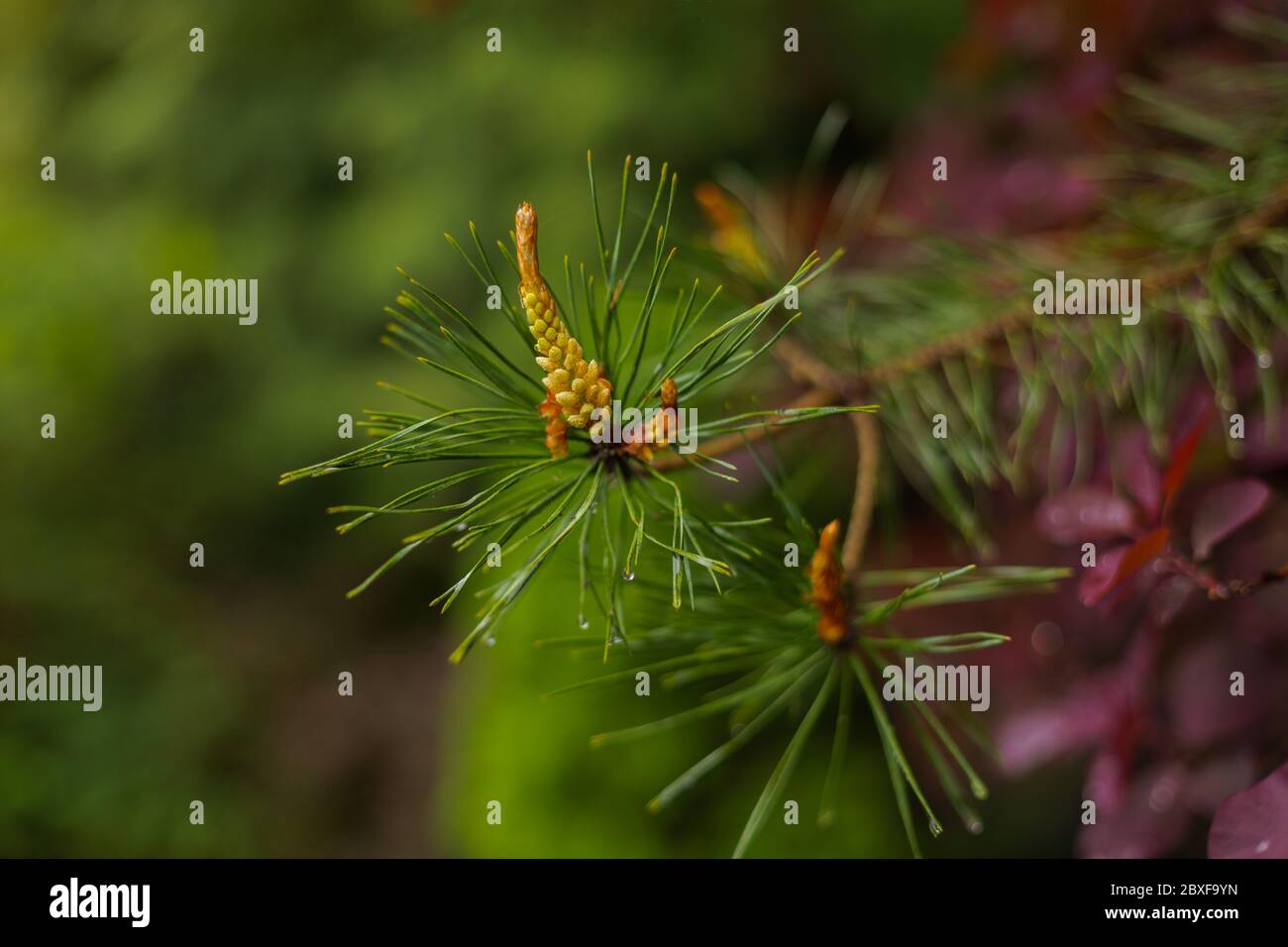Kiefernzweig mit jungen Triebe. Nadelbaum im Garten. Kiefer im polnischen Wald. Stockfoto