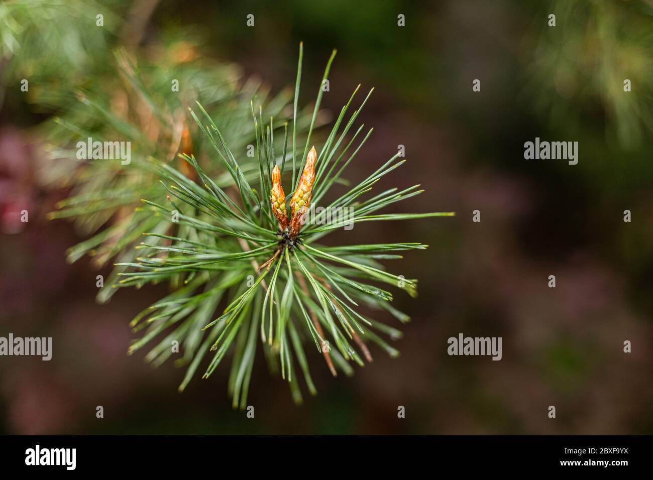 Kiefernzweig mit jungen Triebe. Nadelbaum im Garten. Kiefer im polnischen Wald. Stockfoto