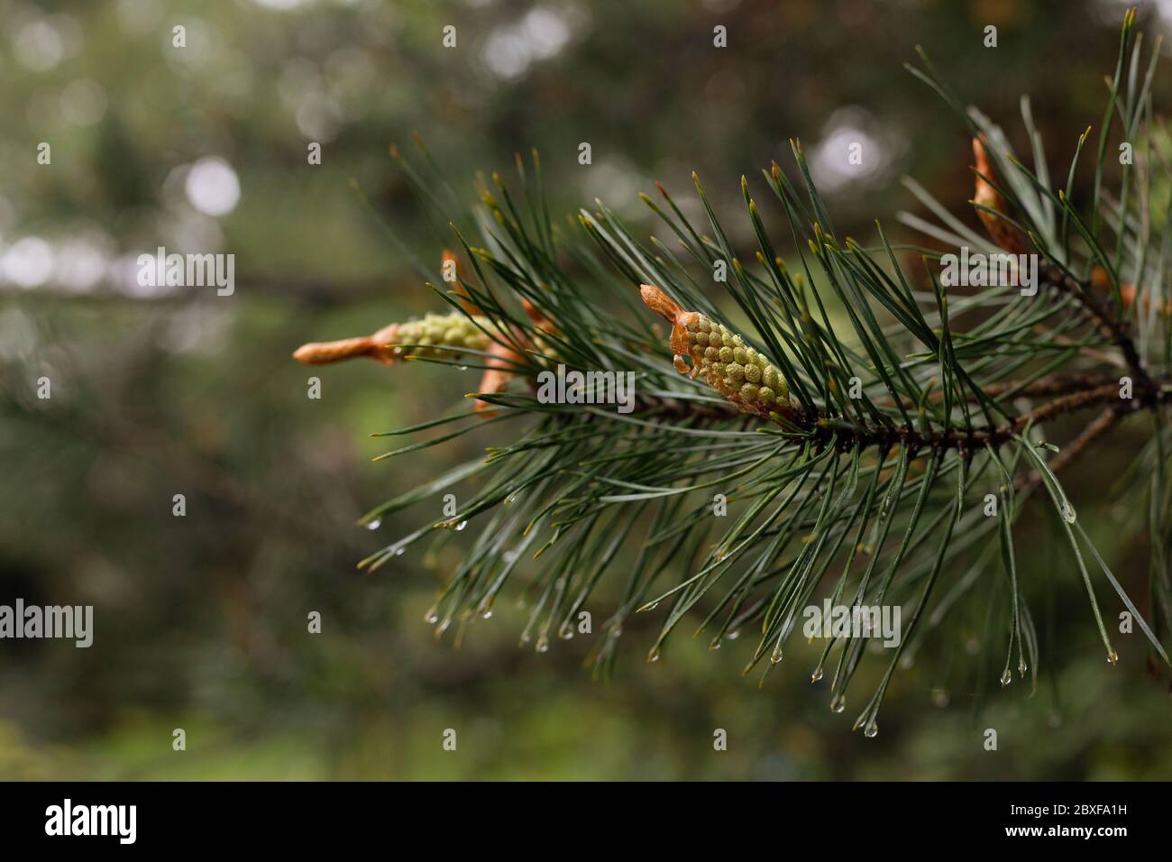 Kiefernzweig mit jungen Triebe. Nadelbaum im Garten. Kiefer im polnischen Wald. Stockfoto