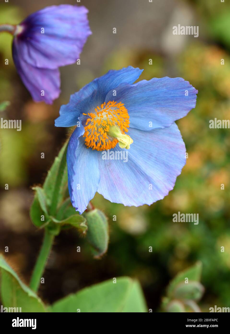 Eine Nahaufnahme der blauen Blume von Meconopsis Crewdson Hybrid. Stockfoto