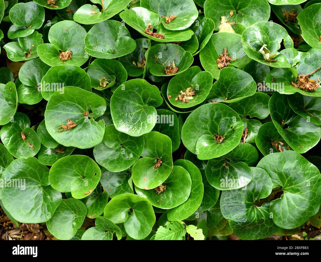 Eine Matte aus Blättern des Europäischen Wilden Inggers. Stockfoto