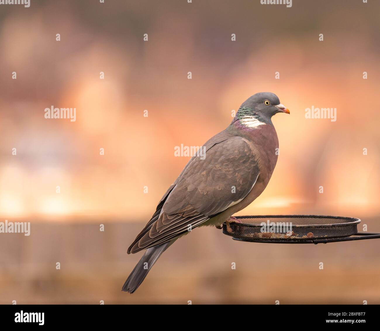 Eine einzige gewöhnliche Holztaube, Columba palumbus der Taube- und Taubenfamilie auf einem Barsch in einem britischen Garten Stockfoto