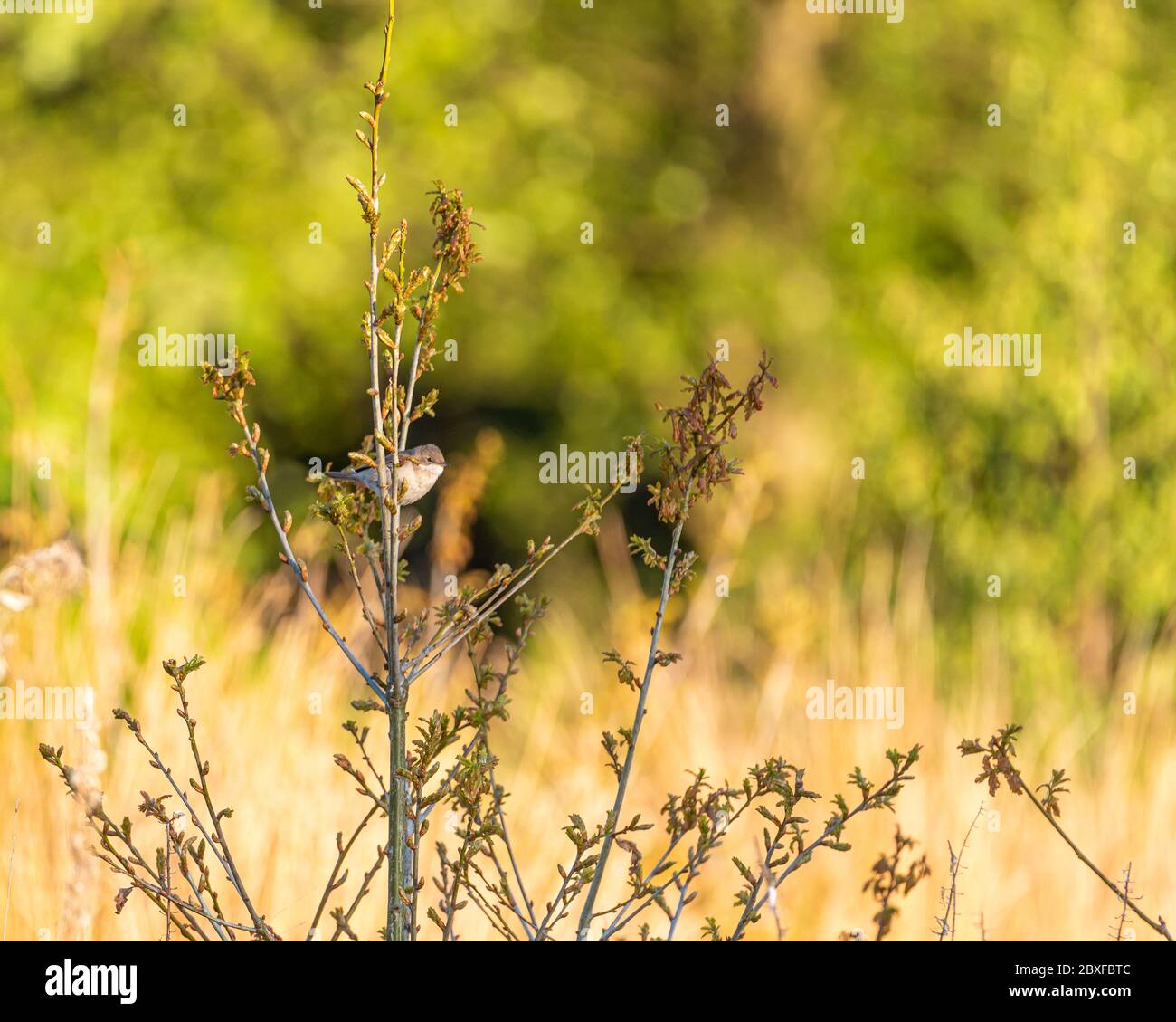 Ein einzelner Singvögel, ein gewöhnlicher Weißkehlsänger, Sylvia communis auf einem Barsch in Großbritannien Stockfoto