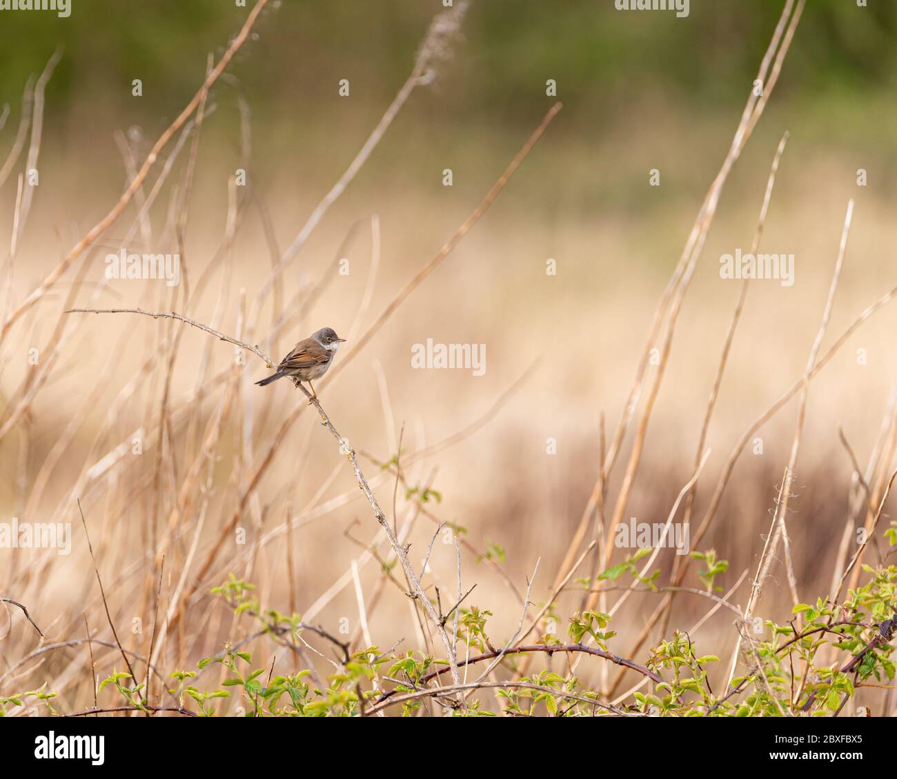 Ein einzelner Singvögel, ein gewöhnlicher Weißkehlsänger, Sylvia communis auf einem Barsch in Großbritannien Stockfoto