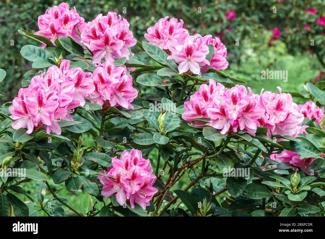 Rosa Rhododendron Furnivalls Tochter blühenden Strauch im Garten Stockfoto