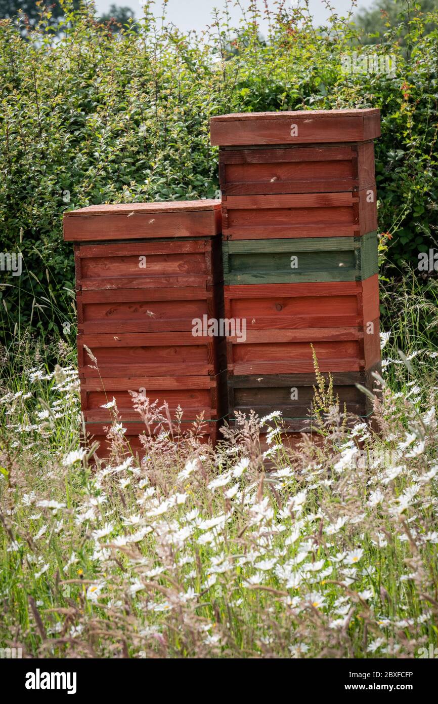 Bienenstöcke in einer wilden Blumenwiese, England, Großbritannien. Stockfoto