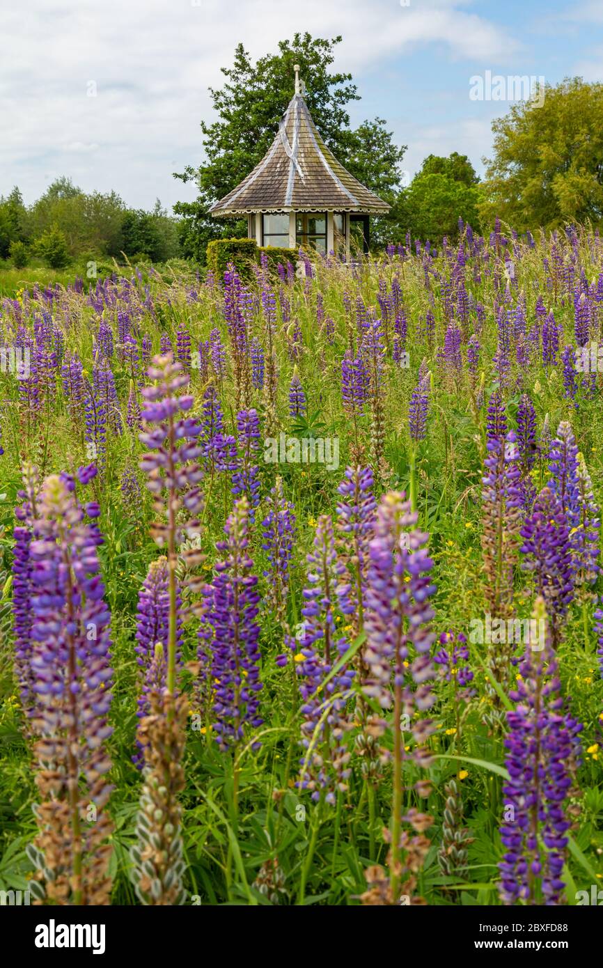 Wunderschöne blühende blaue Lupinen vor einem kleinen gemütlichen Teehaus mit einem spitzen Ziegeldach. Stockfoto
