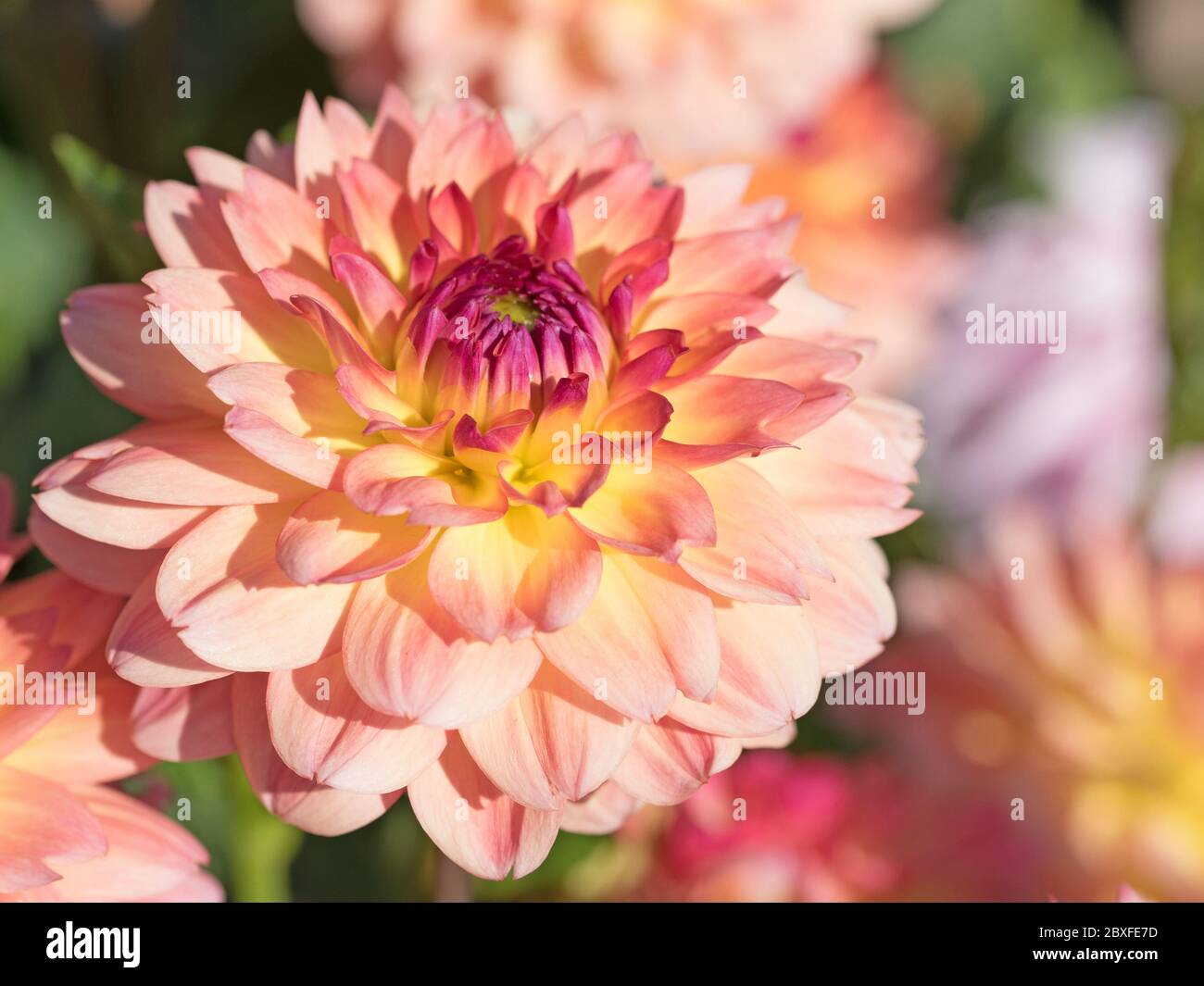 Blühende dahlien im garten Stockfoto