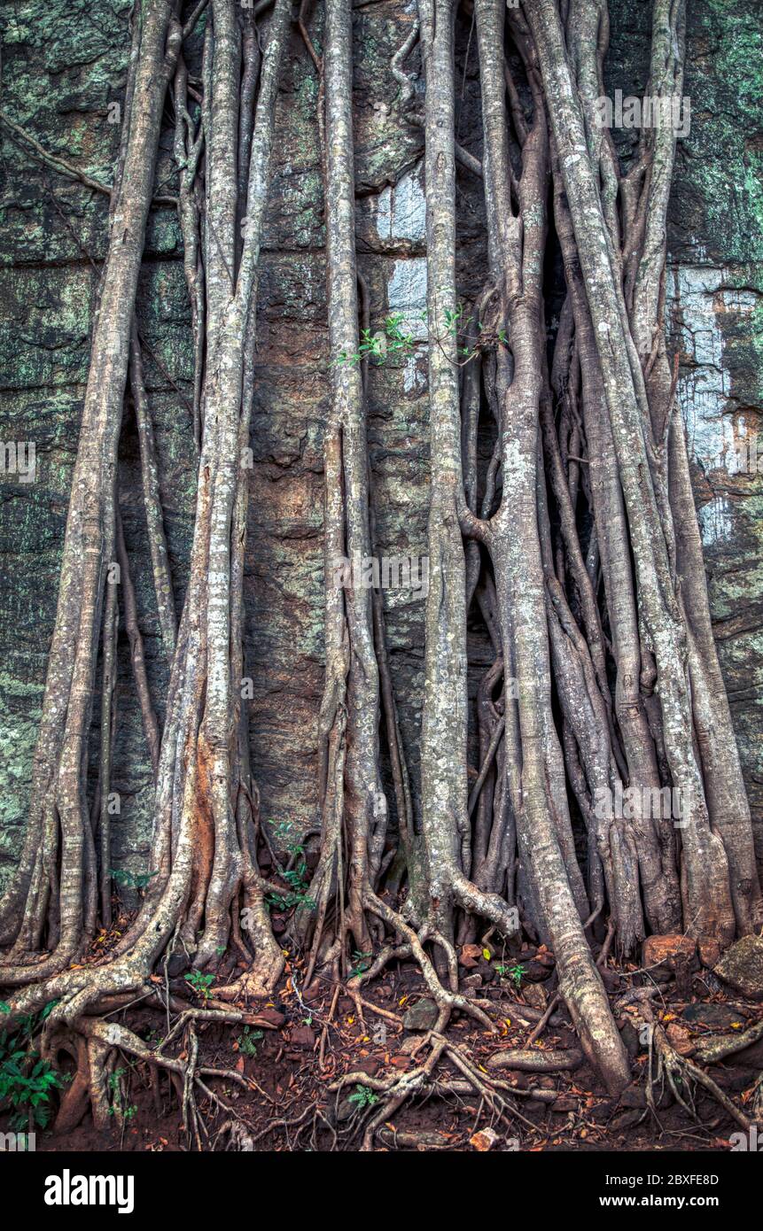 Lianen klettern einen Baum hoch Stockfoto