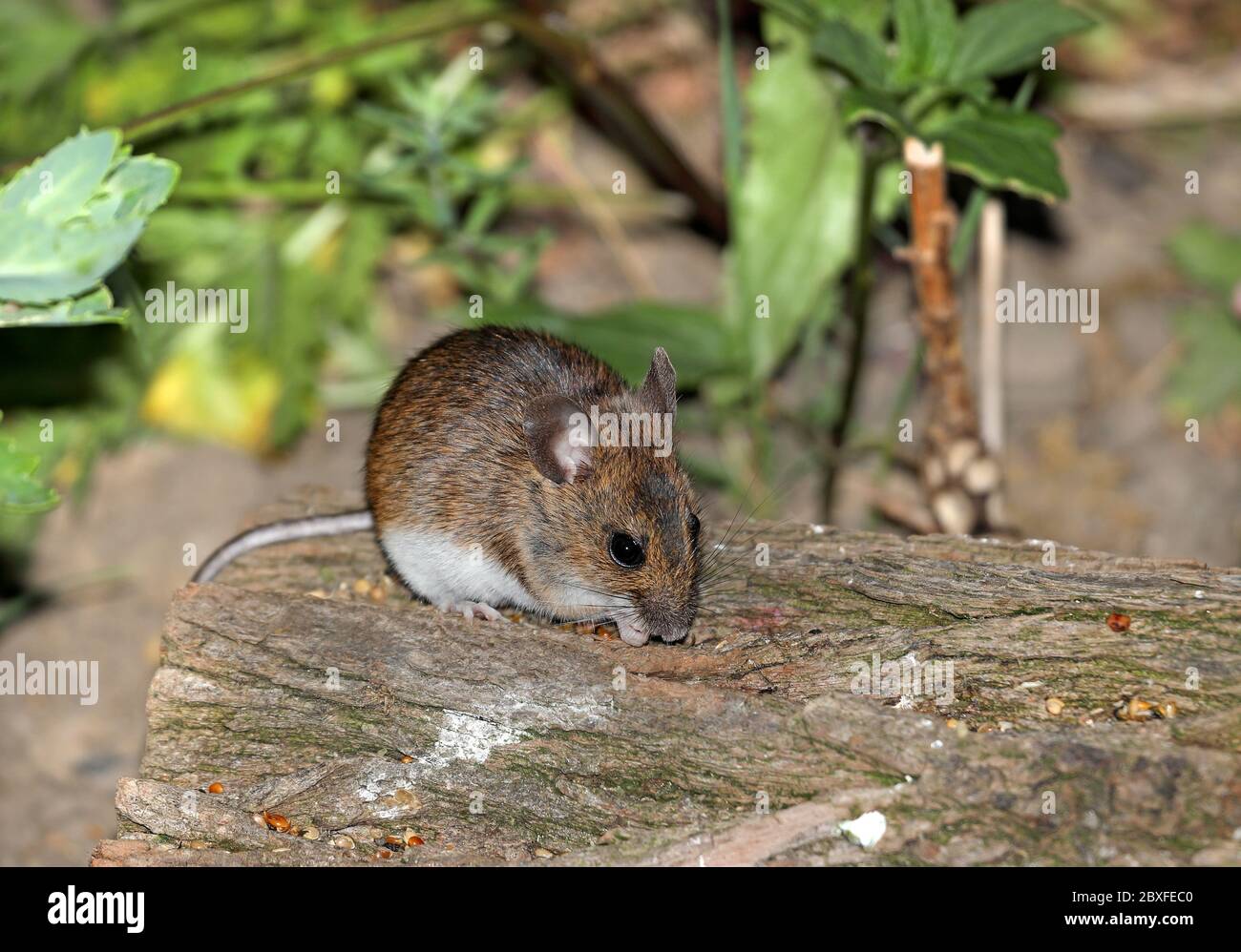 Holzmaus (Apodemus sylvaticus), die Samen isst, Großbritannien Stockfoto