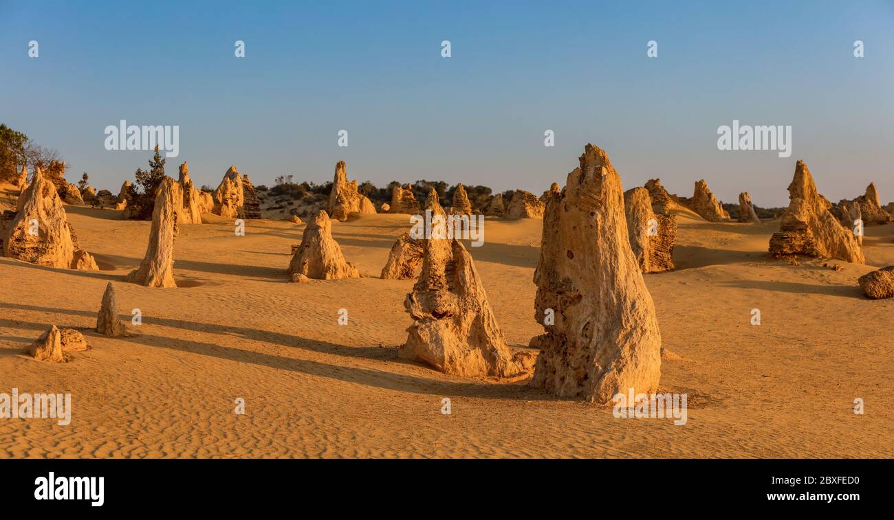 Kalksteinstapel sonnen sich im späten Nachmittagslicht in der Pinnacles-Wüste im Nambung-Nationalpark nördlich von Perth in Westaustralien Stockfoto