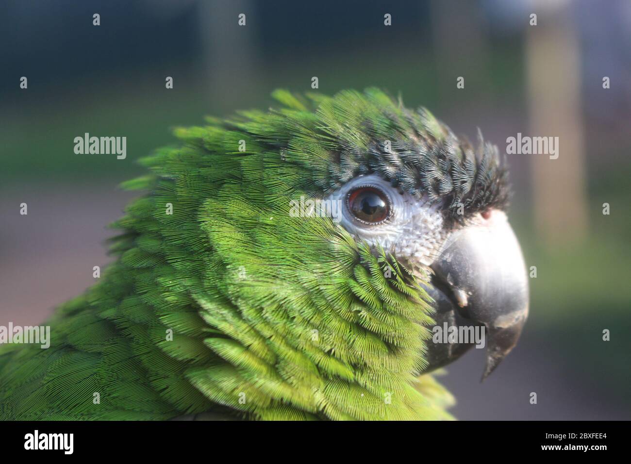 Tropischer Vogel Stockfoto