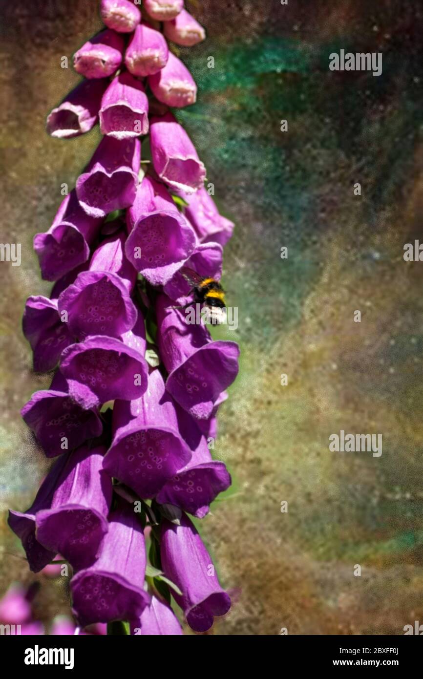 Eine einzige Füchshundblume mit einer Biene, die den Nektar sammelt, um zurück in den Bienenstock zu nehmen, und in dem Prozess bestäubt andere Blumen Stockfoto