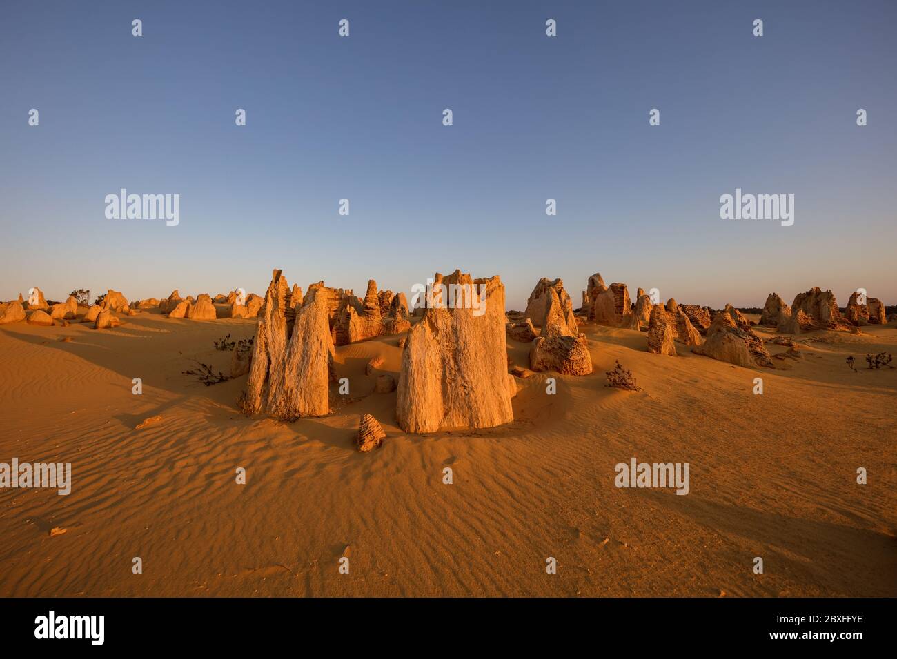 Kalksteinstapel sonnen sich im späten Nachmittagslicht in der Pinnacles-Wüste im Nambung-Nationalpark nördlich von Perth in Westaustralien Stockfoto