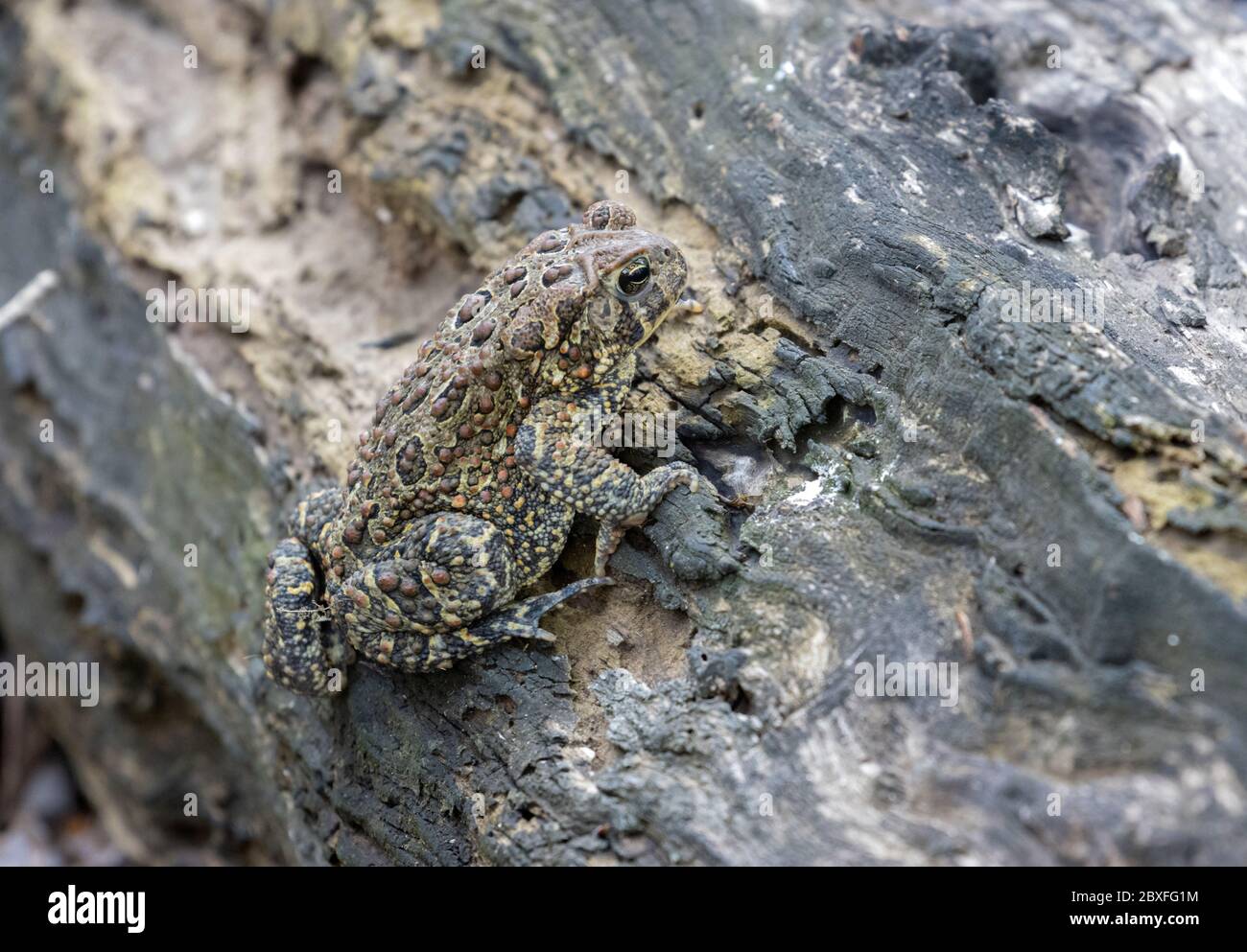 American Toad 21. Mai 2020 Outdoor Campus, Sioux Falls, South Dakota Stockfoto