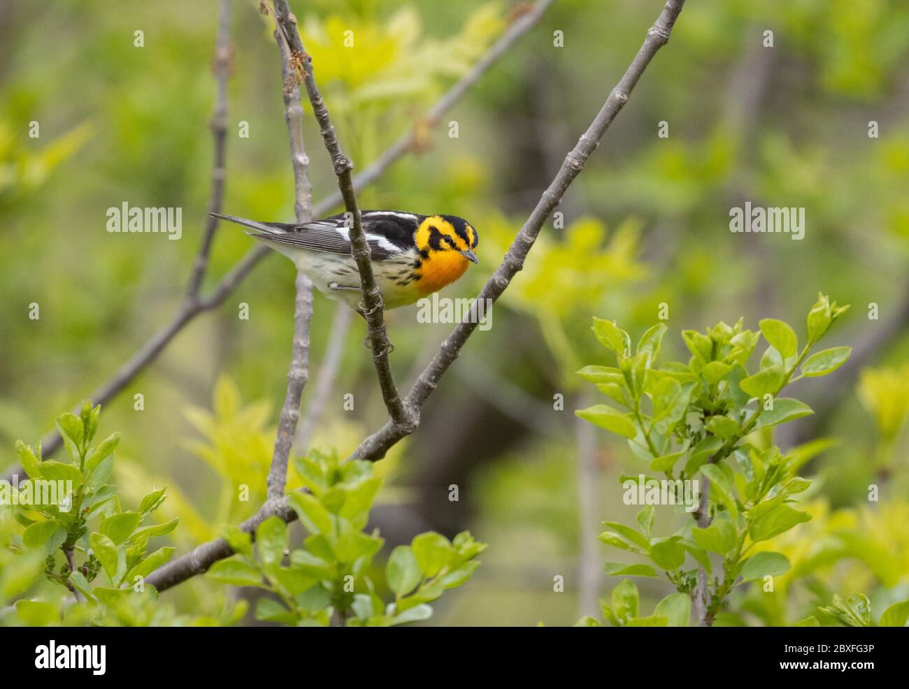 Blackburnian Warbler 16. Mai 2020 Beaver Creek Nature Area, South Dakota Stockfoto