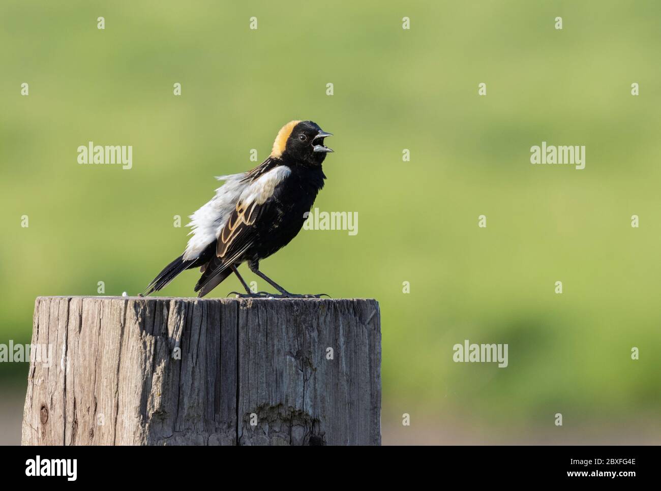 Bobolink 15. Mai 2020 Minnehaha County, South Dakota Stockfoto