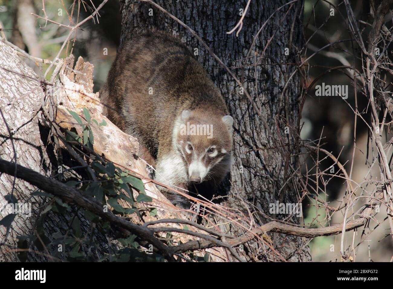 Coatimundi 27. Dezember 2018 Madera Canyon, Arizona Stockfoto