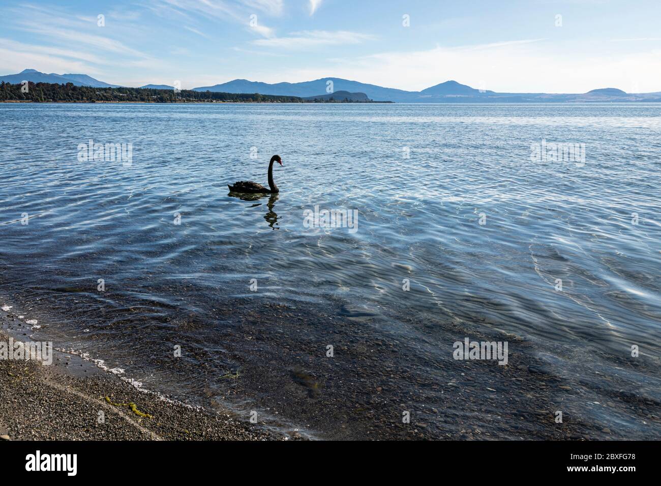 Ein schwarzer Schwan in Lake Taupo, Waikato, Nordinsel, Neuseeland Stockfoto