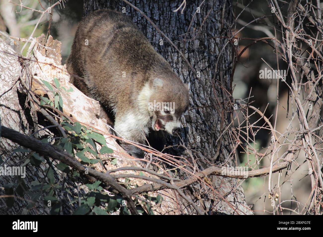 Coatimundi 27. Dezember 2018 Madera Canyon, Arizona Stockfoto