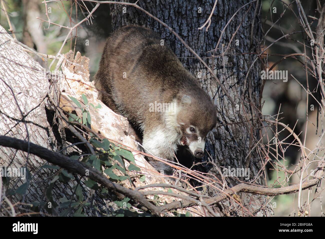 Coatimundi 27. Dezember 2018 Madera Canyon, Arizona Stockfoto