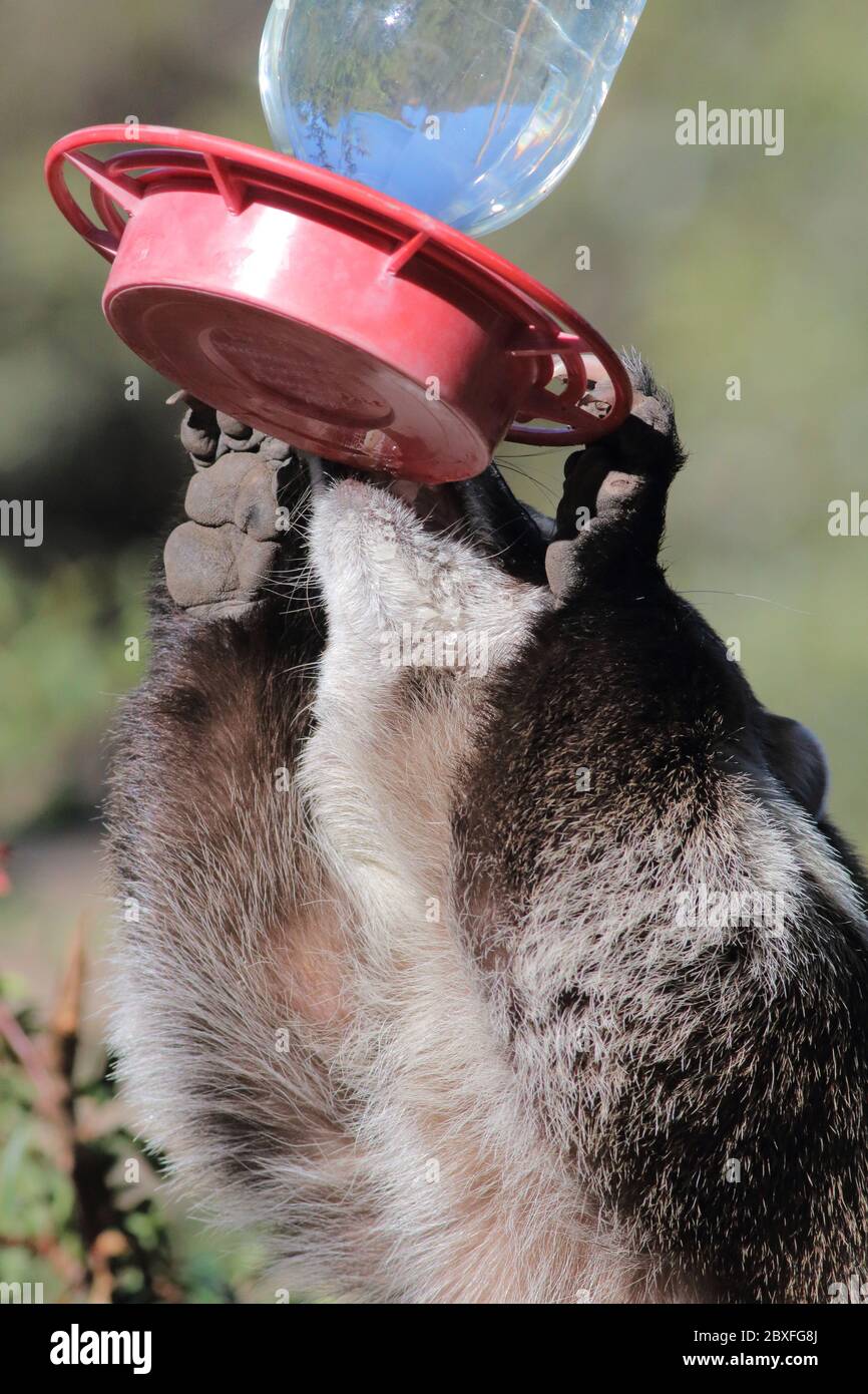 Coatimundi 27. Dezember 2018 Madera Canyon, Arizona Stockfoto