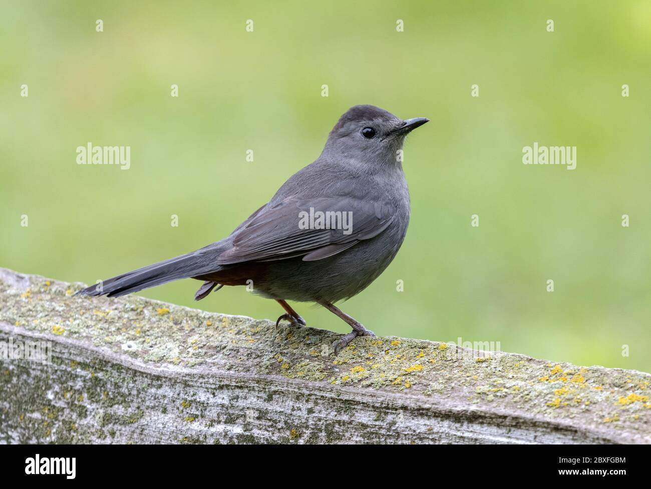 Gray Catbird 21. Mai 2020 Outdoor Campus, Sioux Falls, South Dakota Stockfoto