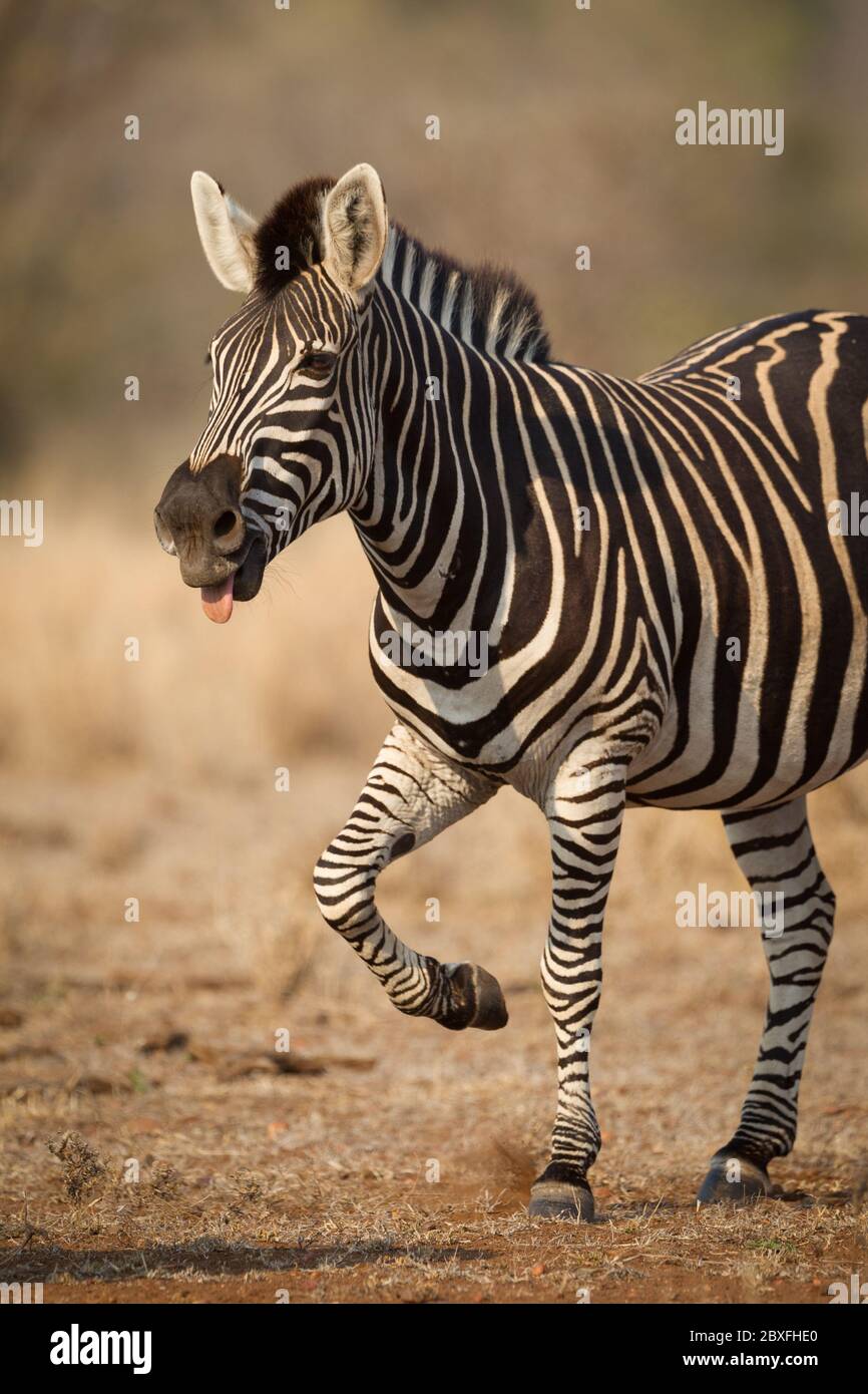 Ein Zebra-Vertikalfoto für Erwachsene mit nach oben geknieltem und nach außen gezockenem Zungenbild im warmen, goldenen Nachmittagslicht im Kruger Park Südafrika Stockfoto