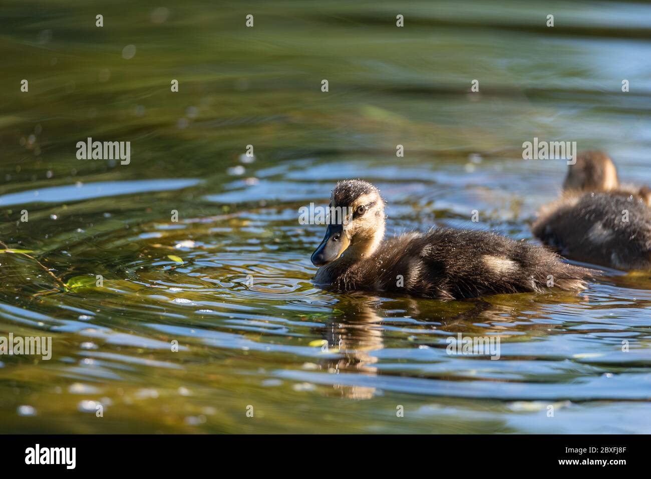 Eine junge Stockente, die Entenduke, anas platyrhynchos, Nahaufnahme und im Profil, mit einem Bokeh Hintergrund auf einem Teich in Großbritannien tabbling Stockfoto