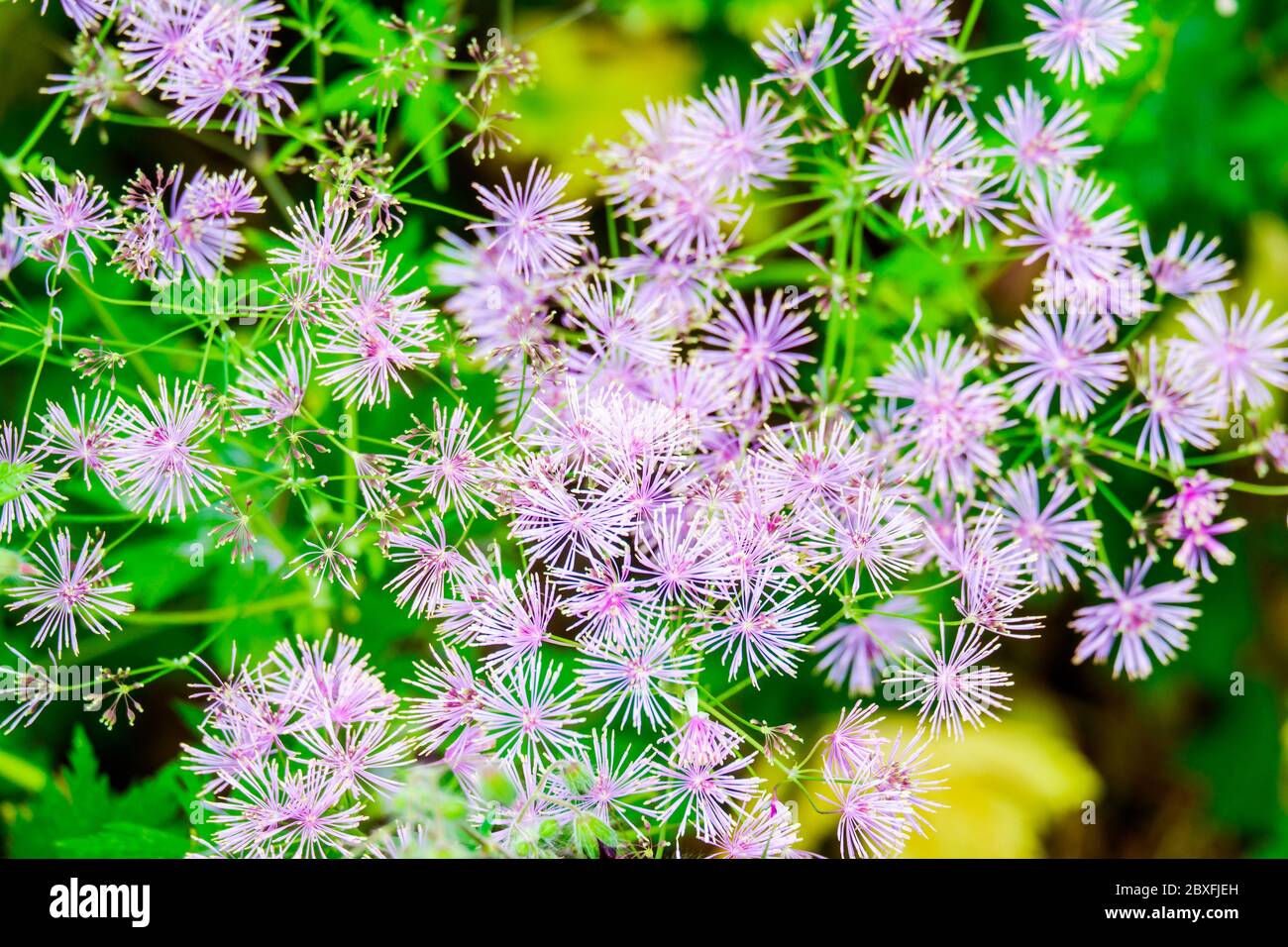 Columbine Meadow Rue Flowers Thalictrum Aquilegifolium ist in Europa und Asien beheimatet. Stockfoto