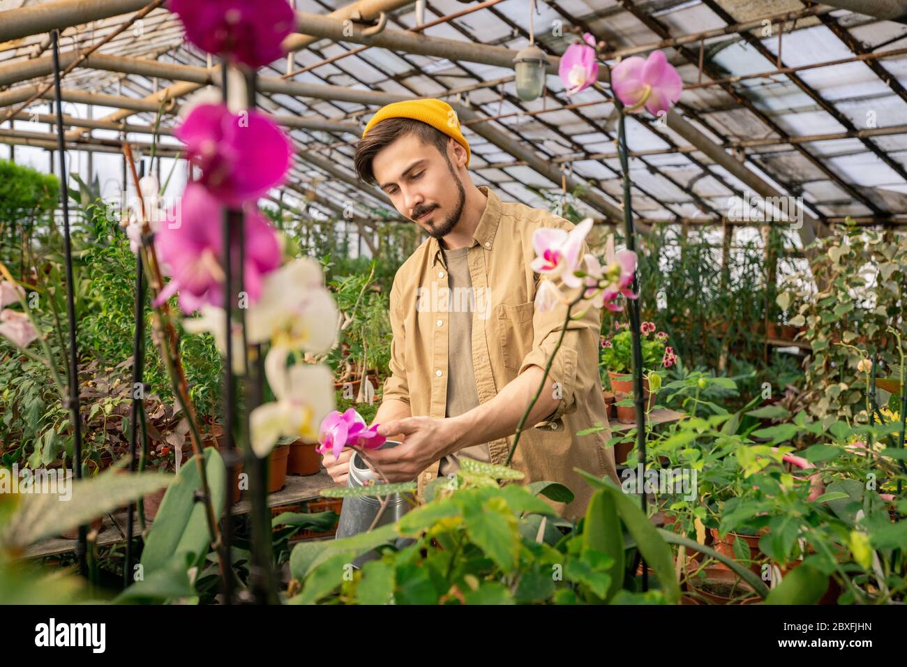 Ernst junger bärtiger Mann in Hut prüfen Blütenblätter beim Wachsen Orchideen im Gewächshaus Stockfoto