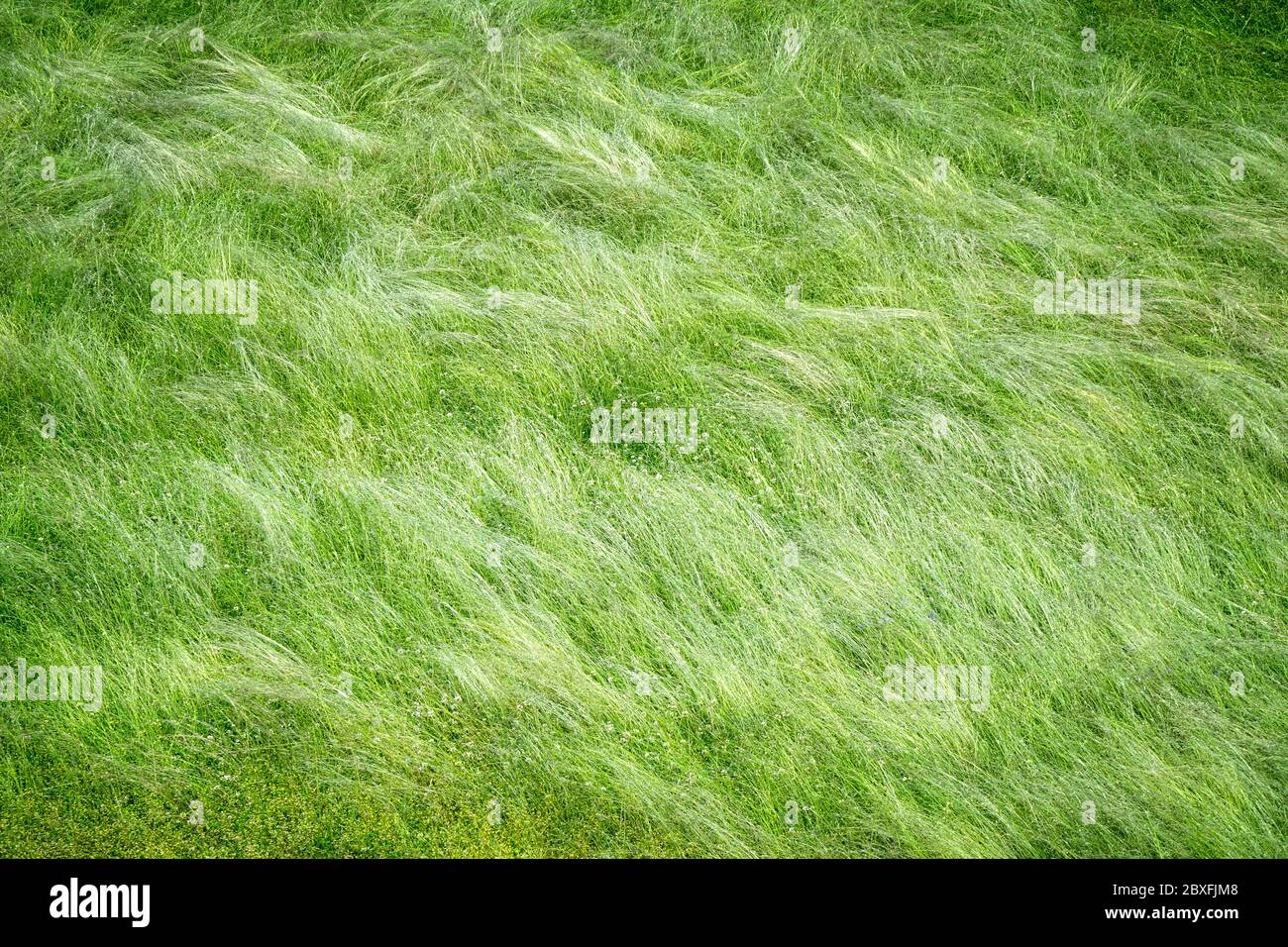 ZEITGENÖSSISCHE KUNST: Solange Gras wächst und Wasser fließt Stockfoto