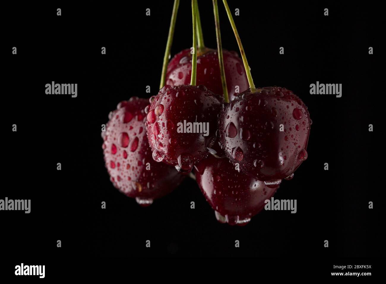Reife rote Kirschen mit Wassertropfen auf kontrastierendem schwarzen Hintergrund Stockfoto