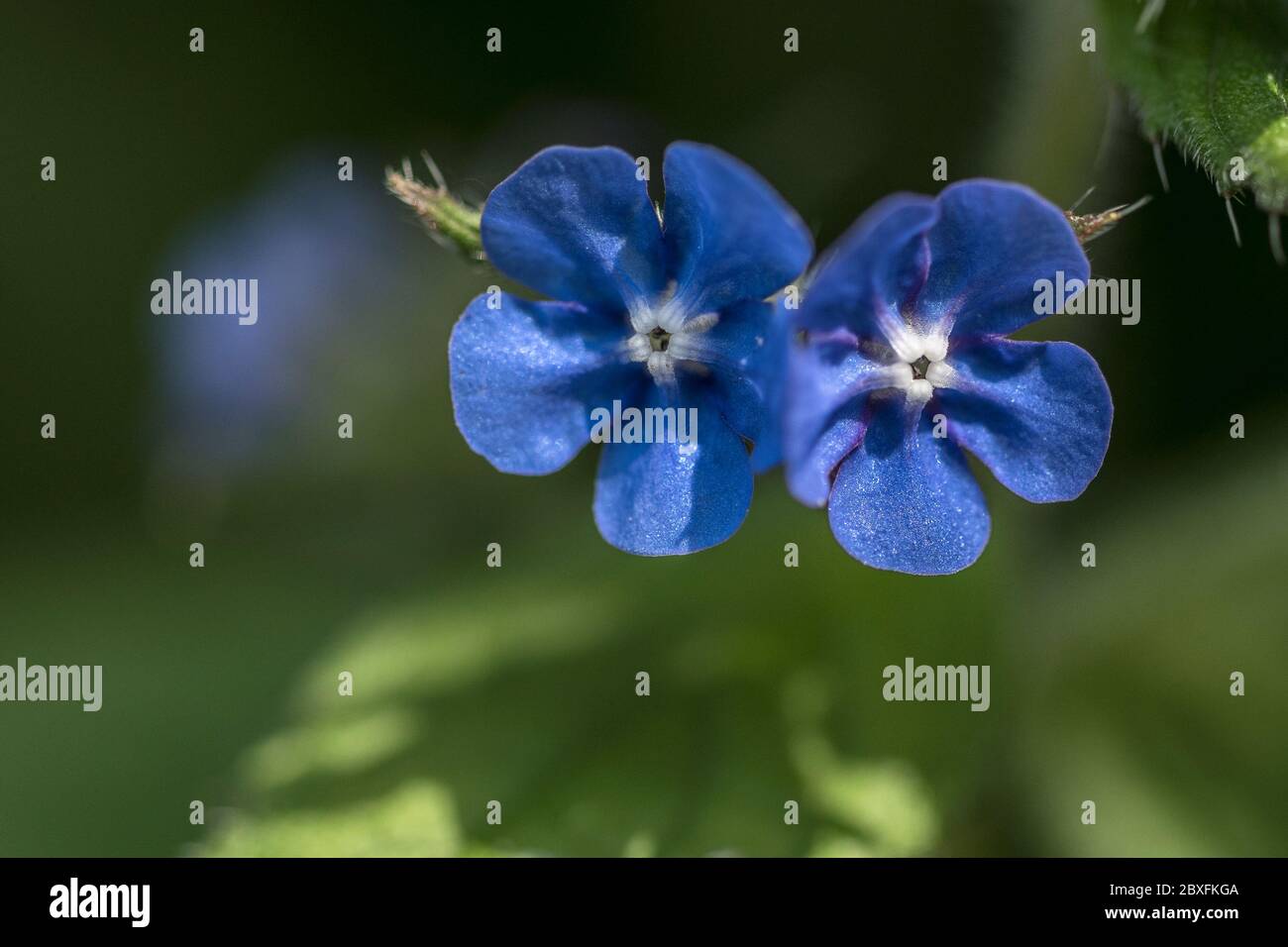 Die hübschen blauen Blüten der grünen Alkanet Pflanze. Pentaglottis sempervirens. Stockfoto