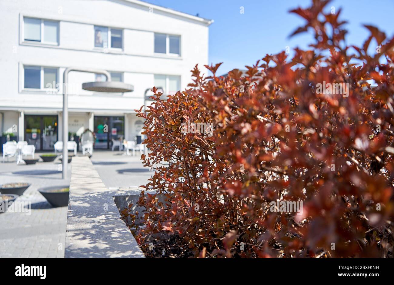 Büsche mit roten Blättern auf dem Stadtplatz Stockfoto