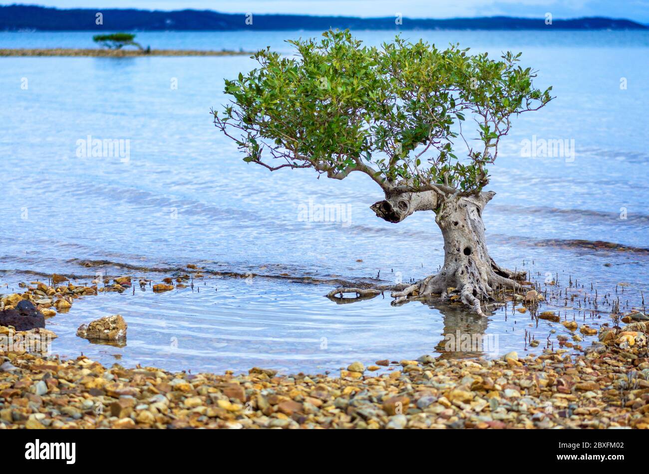 Single Grey Mangrove (Avicennia Marina) bei Ebbe am Kiesstrand. Stockfoto