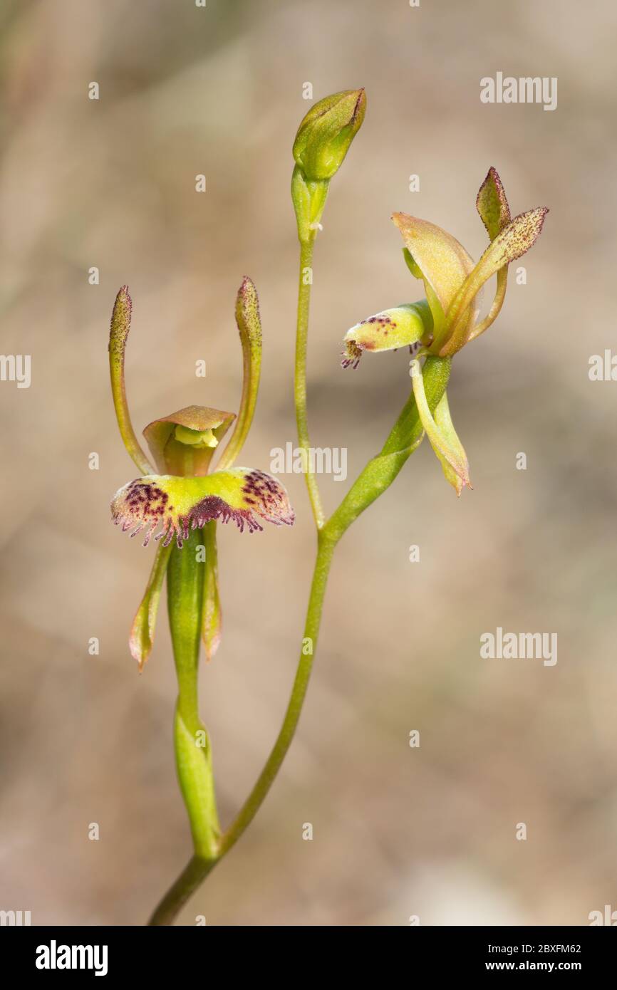 Hasen-Orchidee mit Fransen, dreifache Blüte. Stockfoto