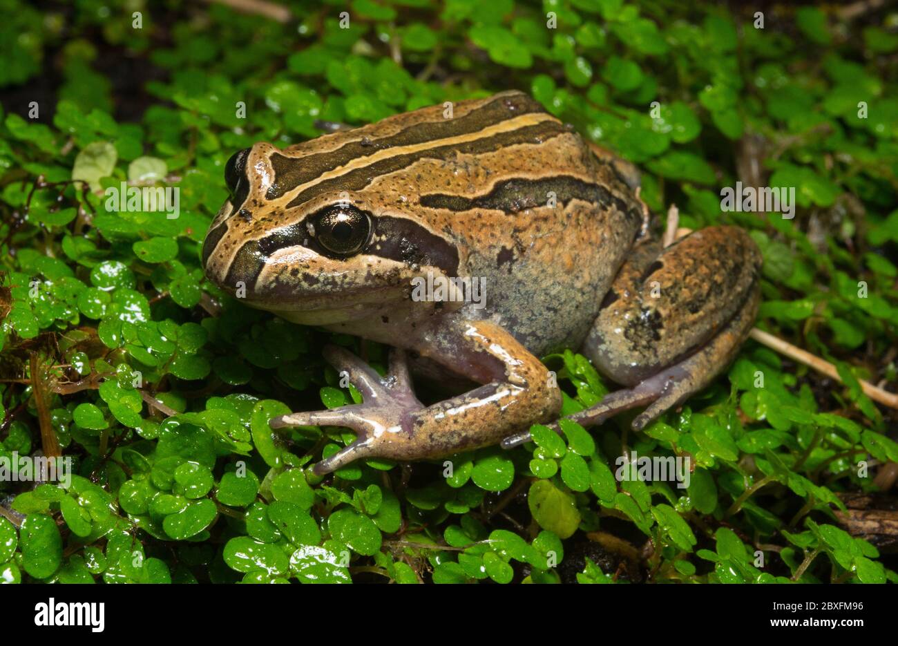 Gestreifte Marsh Frosch Stockfoto
