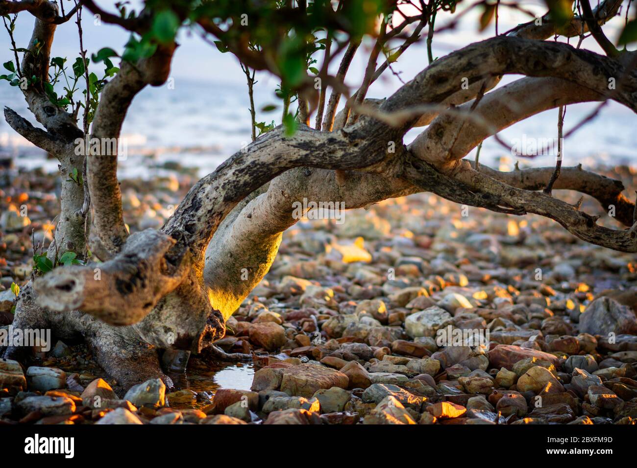 Stamm der grauen Mangrove (Avicennia Marina) wächst aus Kieselsteinen am Strand Stockfoto